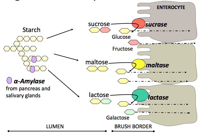 Chemical Digestion and Absorption of Nutreints