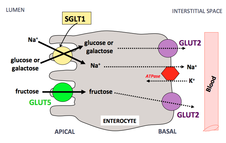 Chemical Digestion and Absorption of Nutreints