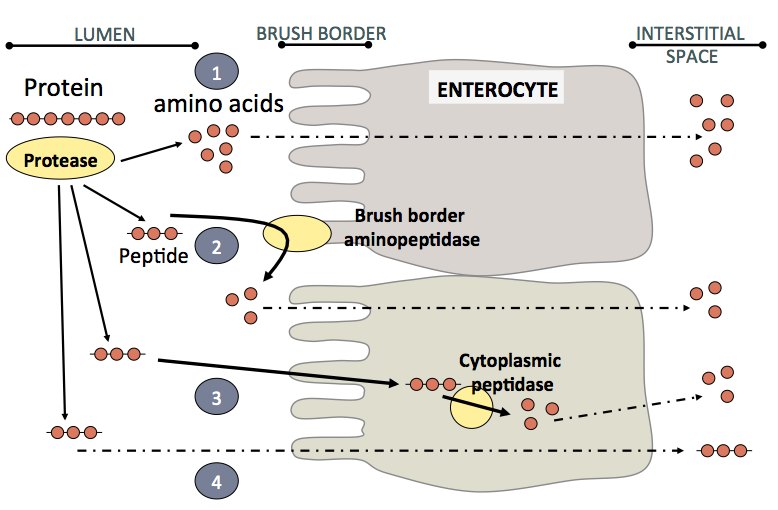 Chemical Digestion and Absorption of Nutreints