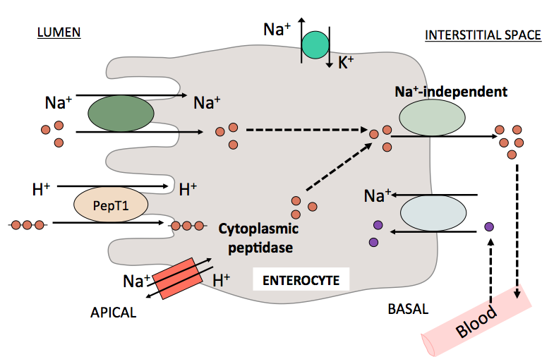 Chemical Digestion and Absorption of Nutreints
