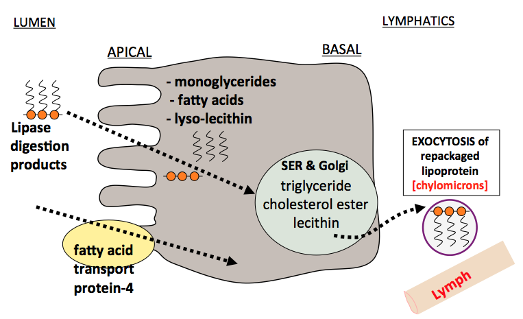 Chemical Digestion and Absorption of Nutreints