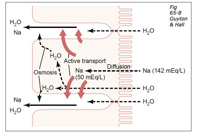 Chemical Digestion and Absorption of Nutreints