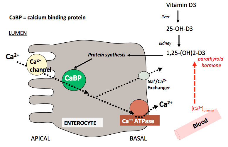 Chemical Digestion and Absorption of Nutreints
