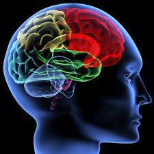 Como aprende la gente cerebro, mente, experiencia y escuela