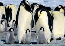 los reinos de la naturaleza