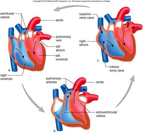Health and risk