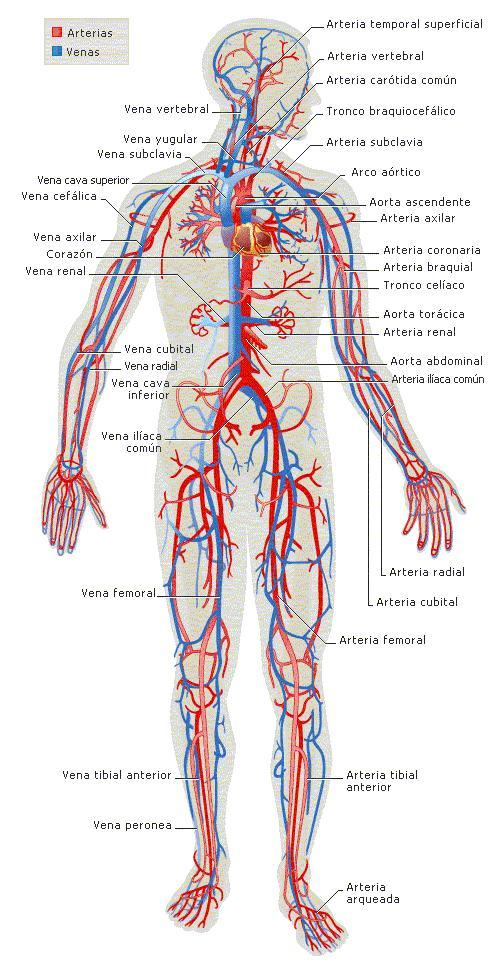 Cuerpo humano.