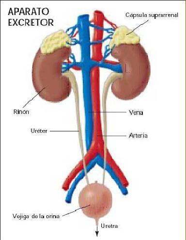 Cuerpo humano.