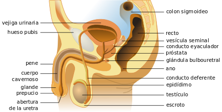 Cuerpo humano.
