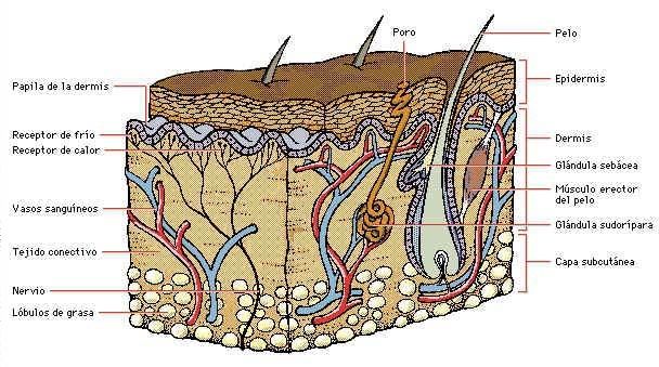 Cuerpo humano.