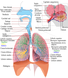 Cuerpo humano.