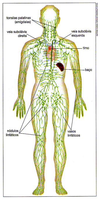 Cuerpo humano.