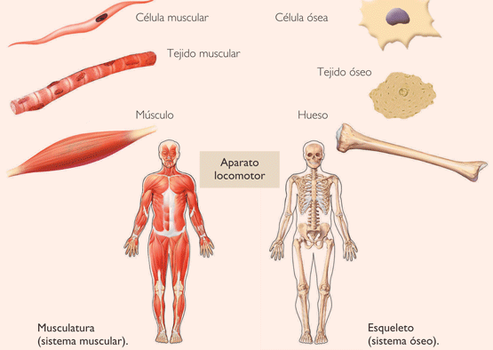 Cuerpo humano.
