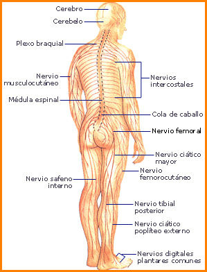 Cuerpo humano.