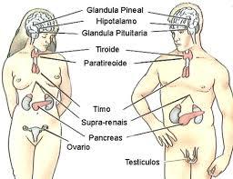 Cuerpo humano.