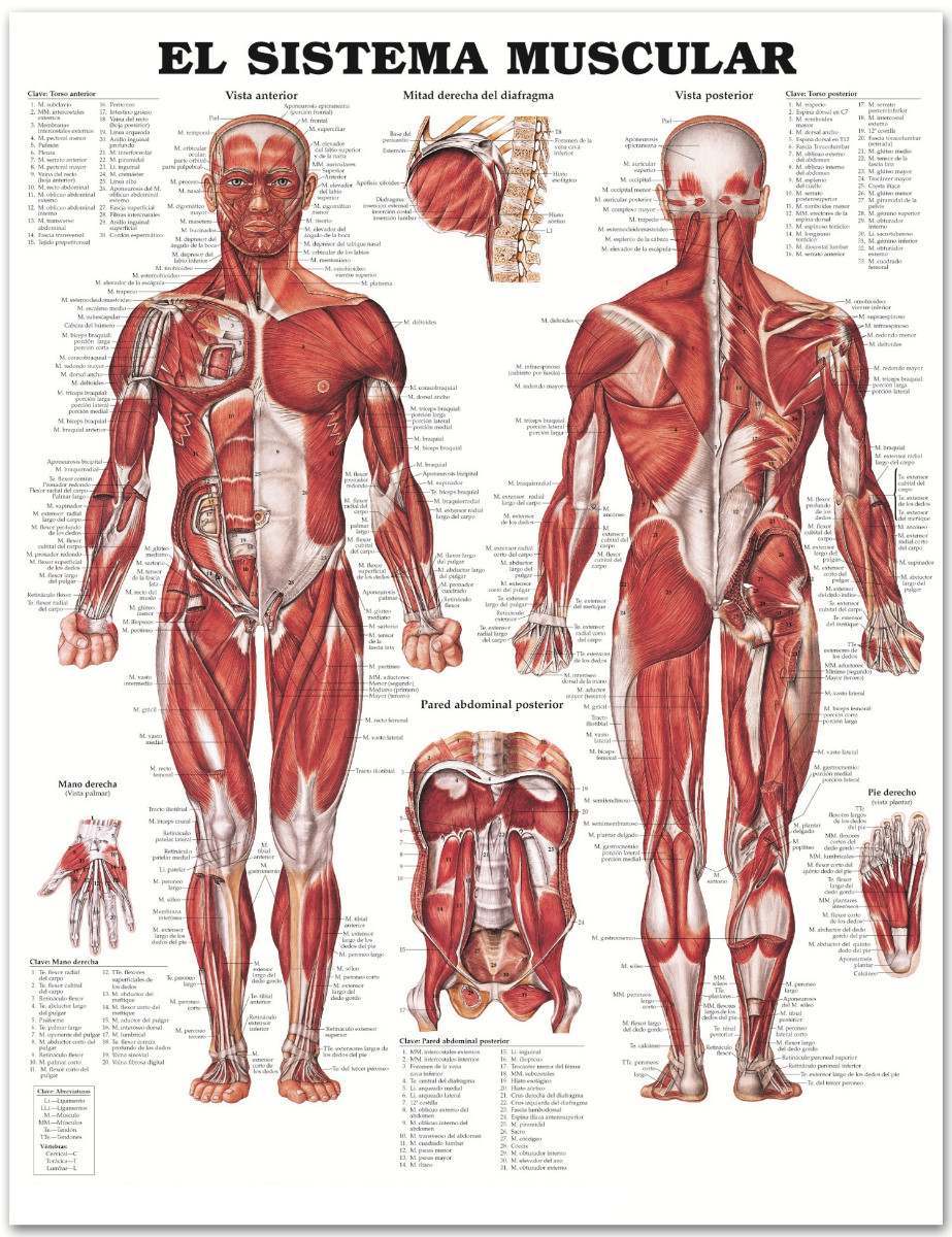 Cuerpo humano.