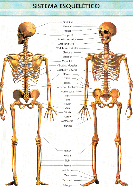 Cuerpo humano.