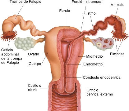 Cuerpo humano.