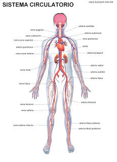 Cuerpo humano.