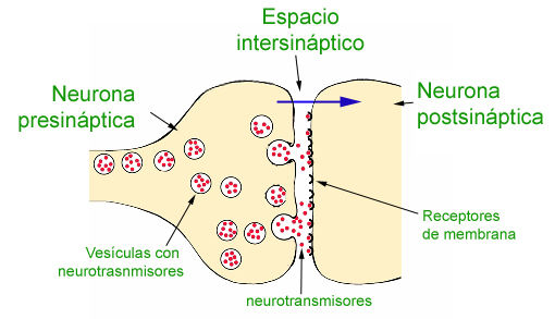 Estructuras fisiológicas que intervienen en el proceso de la inteligencia