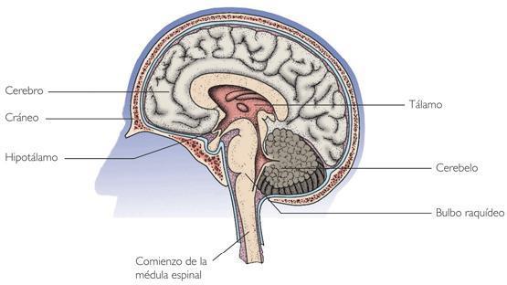 Estructuras fisiológicas que intervienen en el proceso de la inteligencia