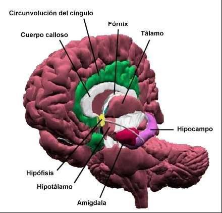 Estructuras fisiológicas que intervienen en el proceso de la inteligencia
