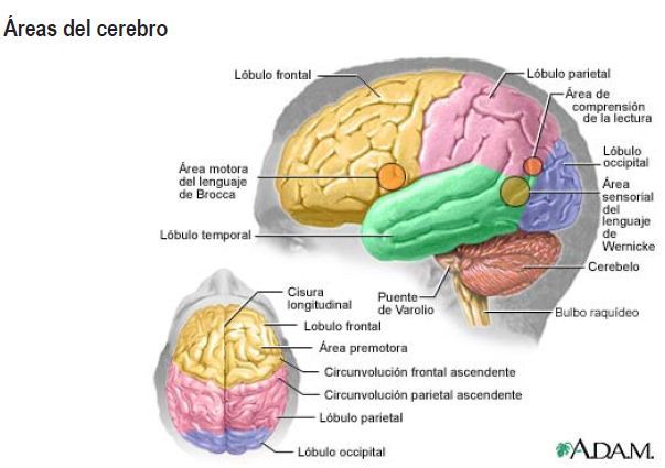 NEUROPSICOLOGÍA DE LA ESCRITURA - LECTURA - CÁLCULO