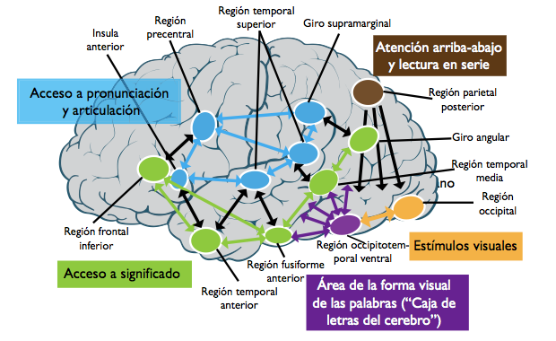 NEUROPSICOLOGÍA DE LA ESCRITURA - LECTURA - CÁLCULO