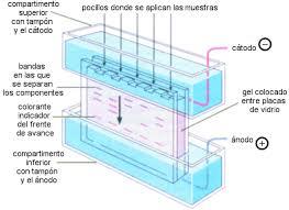 Manipulación genética en ingeniría metabólica e ingeniería de promotores