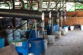 La Problemática de las Drogas en Venezuela (Medidas de Coerción personal)