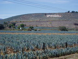 Paisaje del agave y las antiguas instalaciones industriales de Tequila