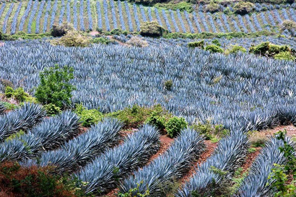 Paisaje del agave y las antiguas instalaciones industriales de Tequila