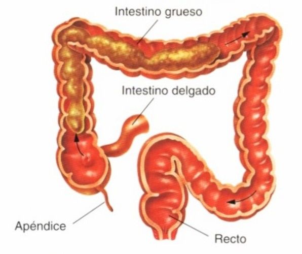 Propulsión y mezcla de los alimentos en el tubo digestivo