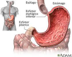 Propulsión y mezcla de los alimentos en el tubo digestivo