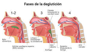 Propulsión y mezcla de alimentos en el tubo digestivo
