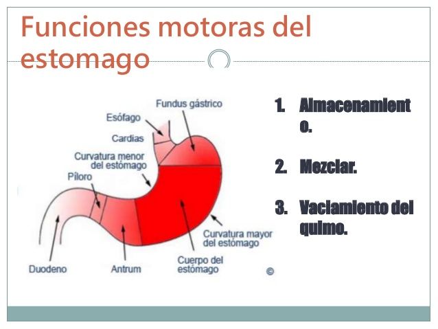 Propulsión y mezcla de alimentos en el tubo digestivo