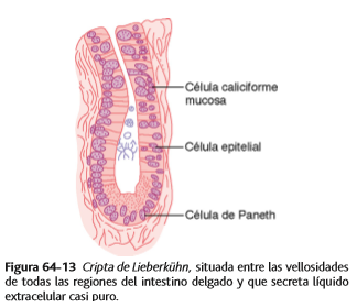 Funciones secretoras del tubo digestivo