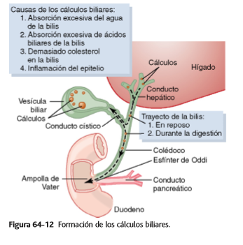Funciones secretoras del tubo digestivo