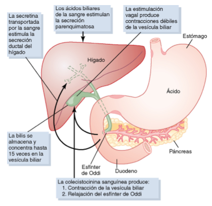 Funciones secretoras del tubo digestivo