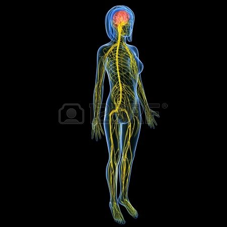 El cuerpo humano: funciones vitales