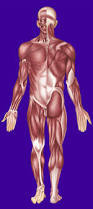 El cuerpo humano: funciones vitales