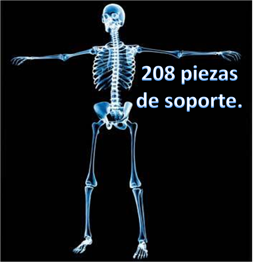El cuerpo humano: funciones vitales