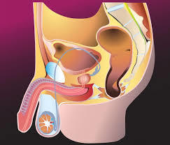 El cuerpo humano: funciones vitales