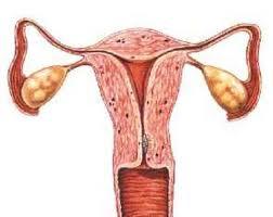 El cuerpo humano: funciones vitales