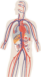El cuerpo humano: funciones vitales