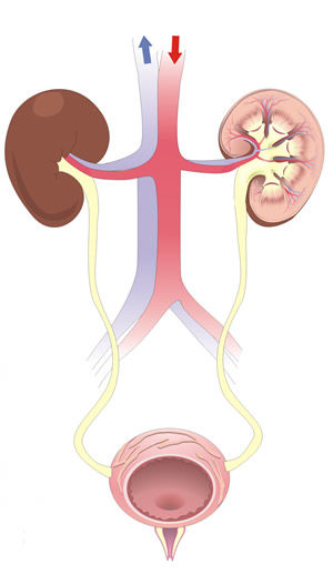 El cuerpo humano: funciones vitales