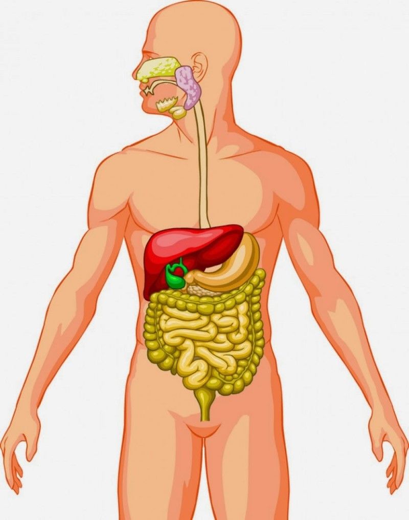 El cuerpo humano: funciones vitales