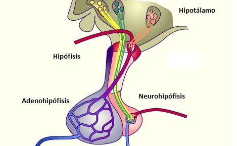 Hormonas hipofisiarias y su control por el hipotalamo