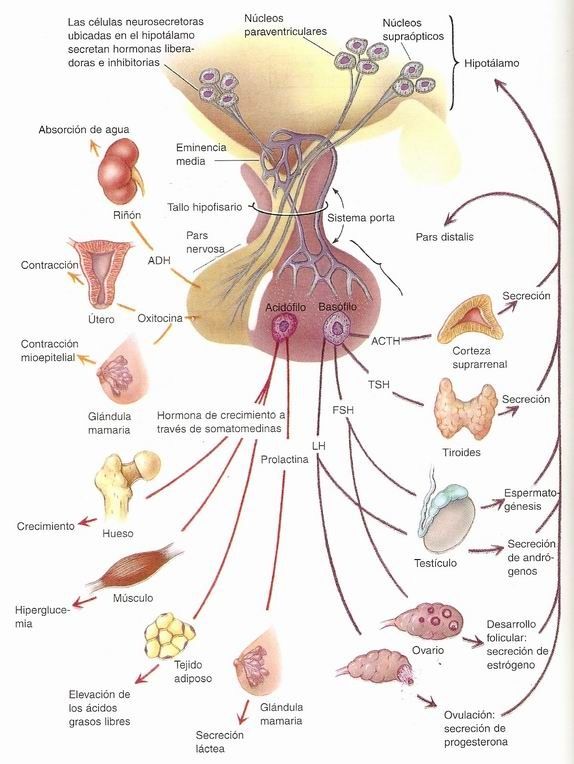Hormonas hipofisiarias y su control por el hipotalamo