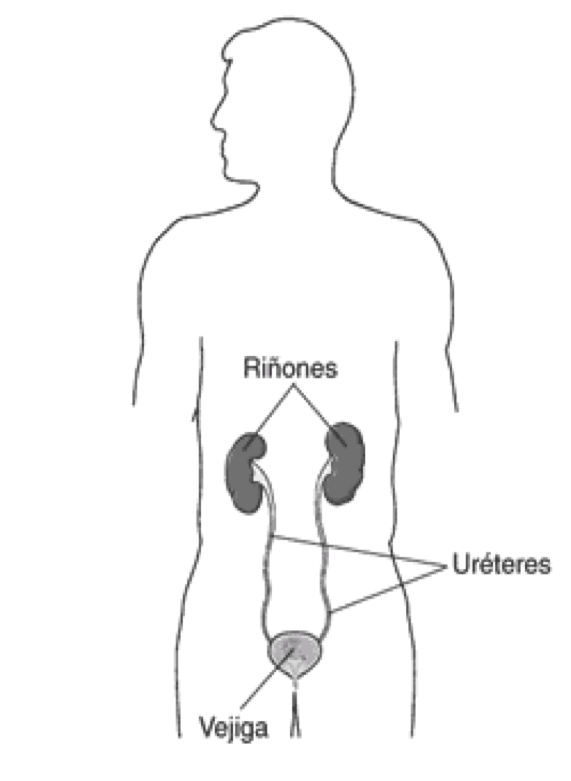 Aparato Excretor